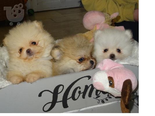 PoulaTo: 3 Χαριτωμένα Pomeranian κουτάβια να δώσει μακριά αμέσως.